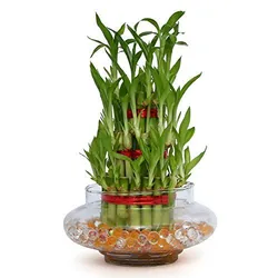 SHOP_BY_CATEGORY_Bamboo__Store Name