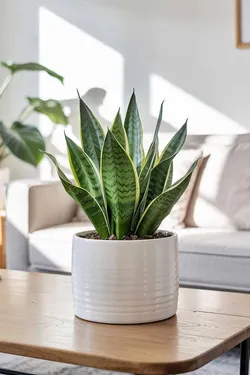 SHOP_BY_CATEGORY_Cacti__Store Name