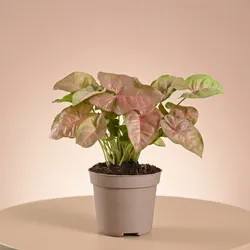 SHOP_BY_CATEGORY_Flowers__Abana Homes