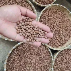 SHOP_BY_CATEGORY_SANDALWOOD_SEEDS__Shuddh Chandan