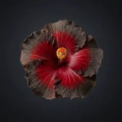 SHOP_BY_CATEGORY_ALL_PRODUCTS__Maa Horticulture