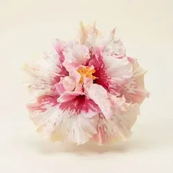 SHOP_BY_CATEGORY_NEW_ARRIVALS__Maa Horticulture