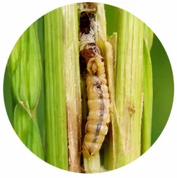 SHOP_BY_DISEASE_Stem_Borer__KISAN AGRI KENDRA