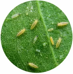 SHOP_BY_DISEASE_Thrips_Control__KISAN AGRI KENDRA