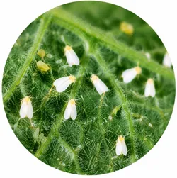SHOP_BY_DISEASE__Whiteflies_Control__KISAN AGRI KENDRA