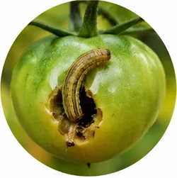 SHOP_BY_DISEASE__Fruit_Borer__KISAN AGRI KENDRA