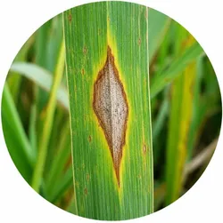 SHOP_BY_DISEASE_Blast_Disease__KISAN AGRI KENDRA