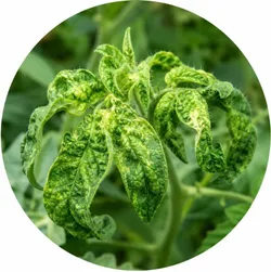 SHOP_BY_DISEASE_Leaf_Curl_Control__KISAN AGRI KENDRA
