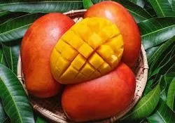 Shop_by_Crop_Mango__KISAN AGRI KENDRA