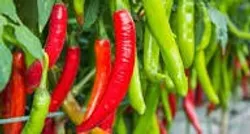 Shop_by_Crop_Chilli__KISAN AGRI KENDRA