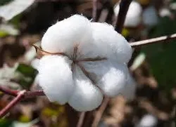 Shop_by_Crop_Cotton__KISAN AGRI KENDRA