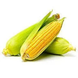 Shop_by_Crop_Maize__KISAN AGRI KENDRA