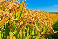 Shop_by_Crop_Paddy__KISAN AGRI KENDRA