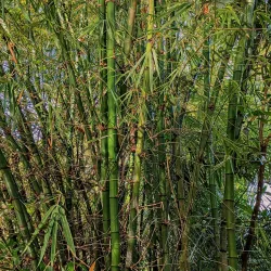 SHOP_BY_CATEGORY_Bamboo__Seeds Cart