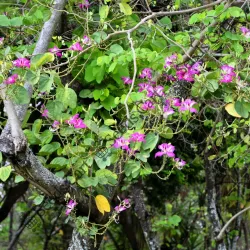 SHOP_BY_CATEGORY_Flowers__Seeds Cart