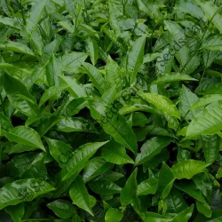 SHOP_BY_CATEGORY_Medicinal_Plants__Seeds Cart