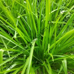 SHOP_BY_CATEGORY_Grass__Seeds Cart