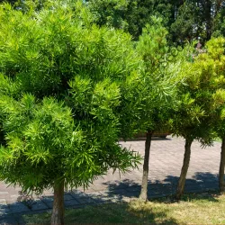 SHOP_BY_CATEGORY_Ornamental_And_Shade_Trees__Seeds Cart