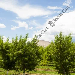 SHOP_BY_CATEGORY_Fruit_And_Fruit_Trees__Seeds Cart