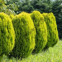 SHOP_BY_CATEGORY_ORNAMENTAL_TREE_SEED__Seeds Cart