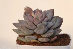 SHOP_BY_CATEGORY_Cacti_And_Succulents__Harit Nursery