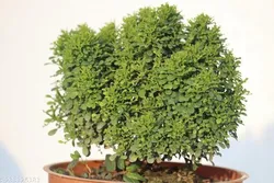SHOP_BY_CATEGORY_Hedges_And_Shrubs__Harit Nursery