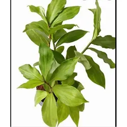 SHOP_BY_CATEGORY_MEDICINAL_PLANTS__The Cloud Farm