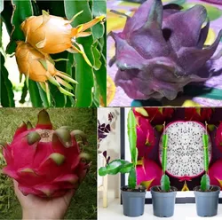 SHOP_BY_CATEGORY_CACTI__The Cloud Farm