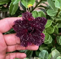 SHOP_BY_CATEGORY_Cacti__Store Name