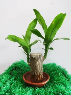 SHOP_BY_CATEGORY_Ornamental_And_Shade_Trees__Store Name