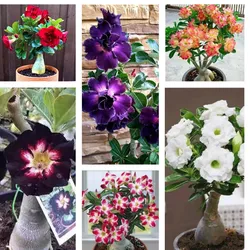 SHOP_BY_CATEGORY_Flowers__Store Name