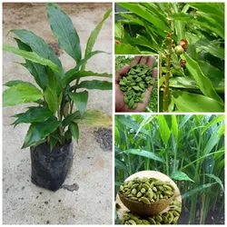 SHOP_BY_CATEGORY_Herbs__Store Name