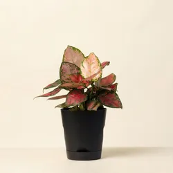 SHOP_BY_CATEGORY_Ornamental_And_Shade_Trees__Store Name