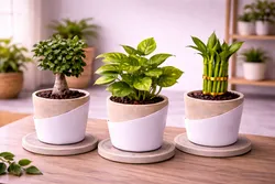 SHOP_BY_CATEGORY_NEW_ARRIVALS__Shanva Enterprises