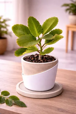 SHOP_BY_CATEGORY_ALL_PRODUCTS__Shanva Enterprises