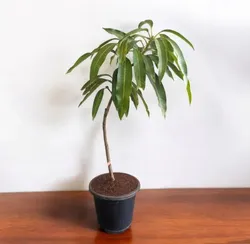 SHOP_BY_CATEGORY_BEST_SELLER__BIDHAN CH BACHHAR 