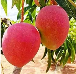 SHOP_BY_CATEGORY_ALL_PRODUCTS__BIDHAN CH BACHHAR 