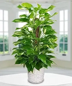 SHOP_BY_CATEGORY_Nutrients_And_Additives__Better Gardenings