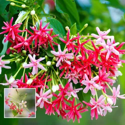 SHOP_BY_CATEGORY_Vines__Petal Path