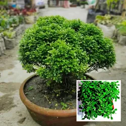 SHOP_BY_CATEGORY_Hedges_And_Shrubs__Petal Path