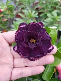 SHOP_BY_CATEGORY_Ornamental_And_Shade_Trees__Petal Path