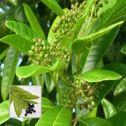 SHOP_BY_CATEGORY_Herbs__Petal Path