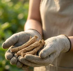 SHOP_BY_CATEGORY_Medicinal_Herbs__BotanyAura