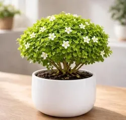 SHOP_BY_CATEGORY_INDOOR_PLANT__GachhMela