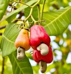 SHOP_BY_CATEGORY_OUTDOOR_PLANT__GachhMela