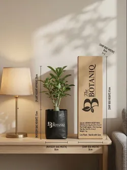 SHOP_BY_CATEGORY_Bonsai_Tree__Sonal Agritech