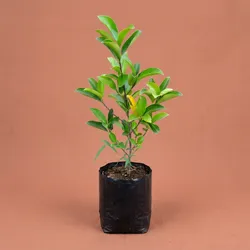 SHOP_BY_CATEGORY_Fruit_And_Fruit_Trees__PLANTOPIA NURSERY AND LANDSCAPING 