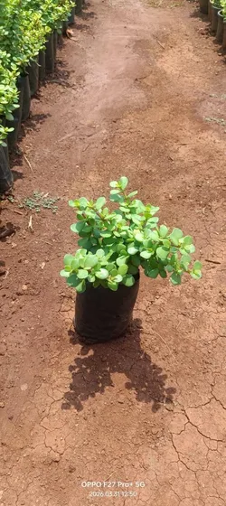 SHOP_BY_CATEGORY_Cacti_And_Succulents__PLANTOPIA NURSERY AND LANDSCAPING 