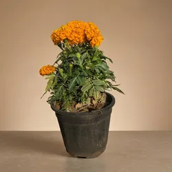 SHOP_BY_CATEGORY_Flowers__PLANTOPIA NURSERY AND LANDSCAPING 