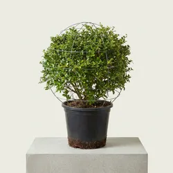 SHOP_BY_CATEGORY_Artificial_Topiaries__PLANTOPIA NURSERY AND LANDSCAPING 